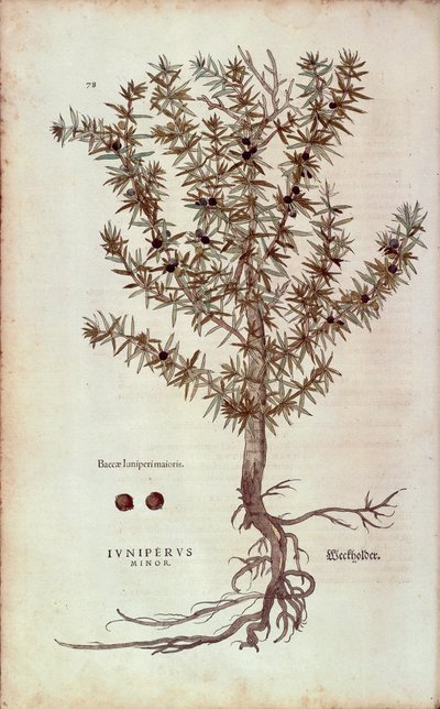 Jałowiec pospolity - Juniperus communis (Juniperus minor) autorstwa Leonharta Fuchsa z De historia stirpium commentarii insignes (Wybitne komentarze do historii roślin) barwny grawerunek autorstwa Leonhard Fuchs