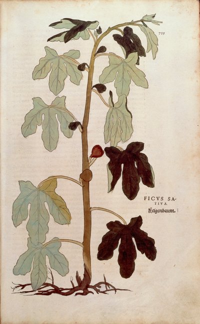 Figa pospolita - Ficus carica (Ficus sativa) autorstwa Leonharta Fuchsa z De historia stirpium commentarii insignes (Wybitne komentarze do historii roślin), grawerowana kolorowa autorstwa Leonhard Fuchs