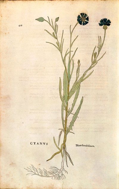Chaber bławatek (Centaurea cyanus) Leonharta Fuchsa z De historia stirpium commentarii insignes (Wybitne komentarze do historii roślin), grawerowanie barwne autorstwa Leonhard Fuchs