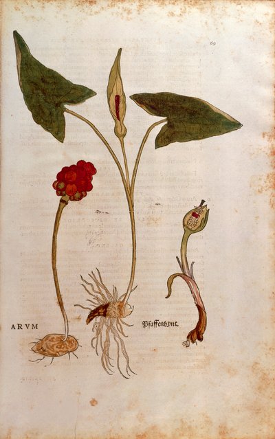 Kukułka kukułkowa lub włoskie Lords-and-Ladies - Arum italicum (Arum) Leonharta Fuchsa z De historia stirpium commentarii insignes (Notable Comments on the History of Plants), kolorowy grawer autorstwa Leonhard Fuchs