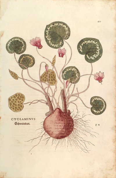 Cyclamen (Cyclaminus) Leonharta Fuchsa z De historia stirpium commentarii insignes (Notable Comments on the History of Plants) barwny grawerunek autorstwa Leonhard Fuchs