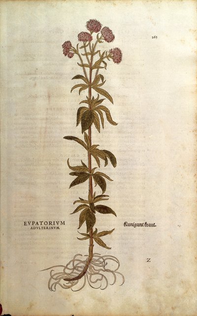 Konopie rzepikowe - Eupatorium cannabinum (Eupatorium adulterinum) Leonharta Fuchsa z De historia stirpium commentarii insignes (Wybitne komentarze do historii roślin), grawerowanie barwne autorstwa Leonhard Fuchs