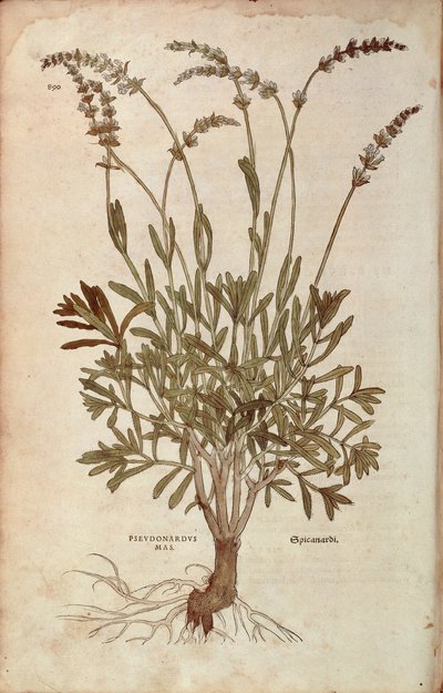 Lawenda - Lavandula spica (Pseudonardus mas) Leonharta Fuchsa z De historia stirpium commentarii insignes (Wybitne komentarze do historii roślin), kolorowy grawer autorstwa Leonhard Fuchs