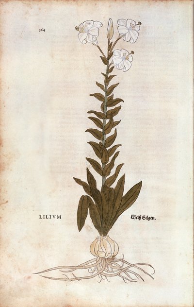 Lilia (Lilium) Leonharta Fuchsa z De historia stirpium commentarii insignes (Wybitne komentarze do historii roślin), grawerowana kolorowo autorstwa Leonhard Fuchs