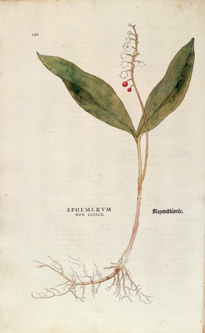 Konwalia - Convallaria majalis (Nieśmiercionośne efemerydy) Leonharta Fuchsa z De historia stirpium commentarii insignes (Wybitne komentarze do historii roślin), grawerowanie barwne autorstwa Leonhard Fuchs