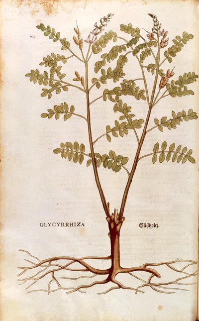 Lukrecja lub lukrecja (Glycyrrhiza glabra) Leonharta Fuchsa z De historia stirpium commentarii insignes (Wybitne komentarze do historii roślin) kolorowy grawerunek autorstwa Leonhard Fuchs