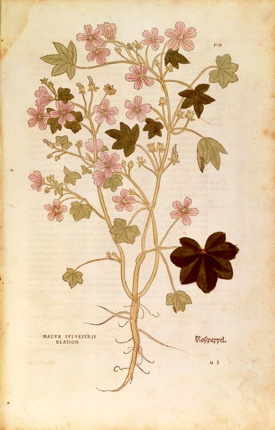 Mallow (Malva sylvestris elatior) Leonharta Fuchsa z De historia stirpium commentarii insignes (Wybitne komentarze do historii roślin), grawerowanie barwne autorstwa Leonhard Fuchs