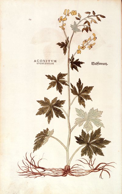 Wilczak Północny (Aconitum lycoctonum) Leonharta Fuchsa z De historia stirpium commentarii insignes (Wybitne komentarze do historii roślin), kolorowy grawer autorstwa Leonhard Fuchs