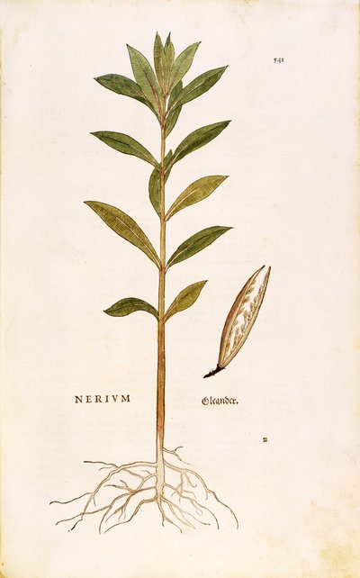 Oleander (Nerium oleander) – Leonhart Fuchs z De historia stirpium commentarii insignes (Wybitne komentarze do historii roślin), grawerowanie barwne autorstwa Leonhard Fuchs