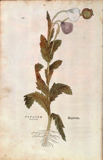 Mak lekarski - Papaver somniferum (Papaver satiuum) Leonharta Fuchsa z De historia stirpium commentarii insignes (Wybitne komentarze do historii roślin), grawerowanie barwne autorstwa Leonhard Fuchs