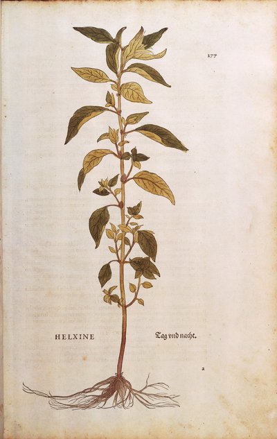 Parietaria officinalis (Helxine) Leonharta Fuchsa z De historia stirpium commentarii insignes (Notable Commentaries on the History of Plants) rycina kolorowana autorstwa Leonhard Fuchs