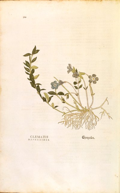 Barwinek - Vinca minor (Clematis daphnoides) Leonharta Fuchsa z De historia stirpium commentarii insignes (Wybitne komentarze do historii roślin), grawerowanie barwne autorstwa Leonhard Fuchs