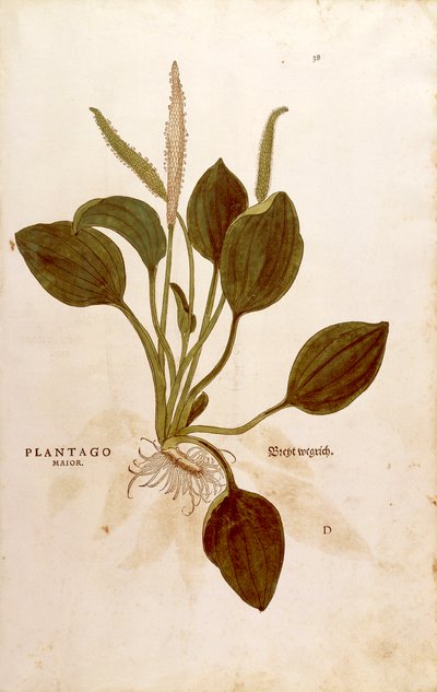 Banan (Plantago major) Leonharta Fuchsa z De historia stirpium commentarii insignes (Wybitne komentarze do historii roślin) kolorowy grawerunek autorstwa Leonhard Fuchs