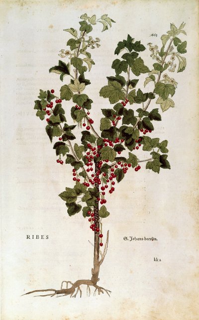 Czerwona porzeczka (Ribes rubrum) autorstwa Leonharta Fuchsa z De historia stirpium commentarii insignes autorstwa Leonhard Fuchs