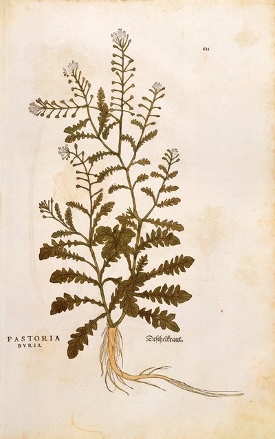 Torebka pasterska - Capsella bursa-pastoris (Pastoria bursa) autorstwa Leonharta Fuchsa z De historia stirpium commentarii insignes (Wybitne komentarze do historii roślin) kolorowy grawerunek autorstwa Leonhard Fuchs