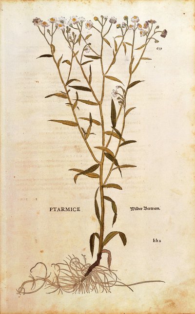 Sneezewort - Achillea ptarmica (Ptarmice) Leonharta Fuchsa z De historia stirpium commentarii insignes (Wybitne komentarze do historii roślin) kolorowy grawerunek autorstwa Leonhard Fuchs
