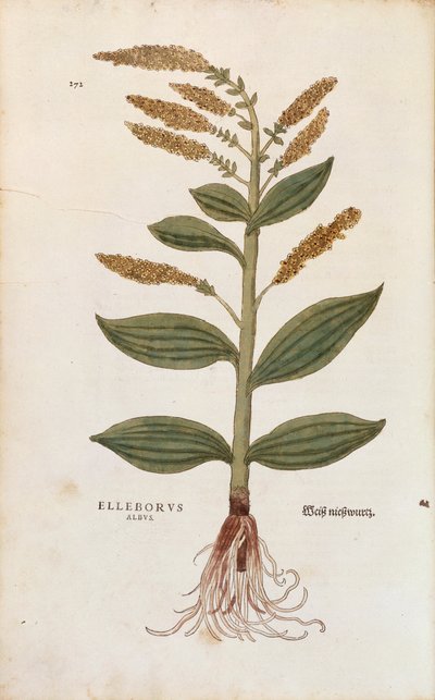 Ciemiernik biały - Veratrum album (Elleborus albus) Leonharta Fuchsa z De historia stirpium commentarii insignes (Notable Comments on the History of Plant), grawerowanie barwne autorstwa Leonhard Fuchs