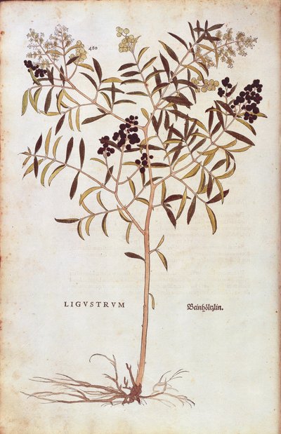 Ligustrum pospolity (Ligustrum vulgare) Leonharta Fuchsa z De historia stirpium commentarii insignes (Wybitne komentarze do historii roślin) barwny grawerunek autorstwa Leonhard Fuchs
