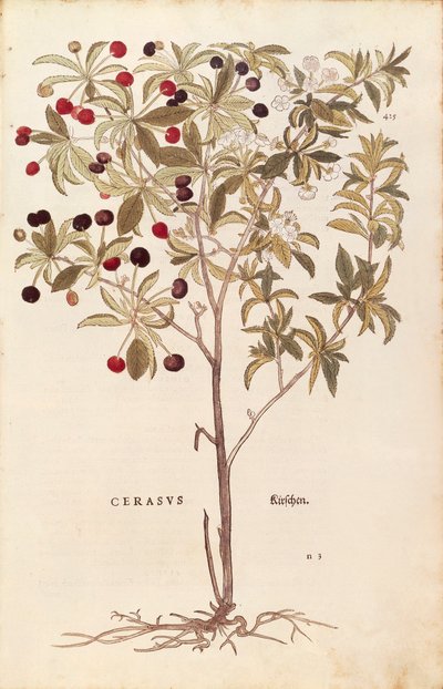 Czereśnia ptasia - Prunus avium (Cerasus) autorstwa Leonharta Fuchsa z De historia stirpium commentarii insignes (Notable Comments on the History of Plants) barwny grawerunek autorstwa Leonhard Fuchs