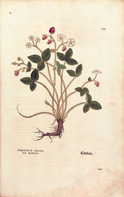 Truskawka leśna - Fragaria vesca (Fragaria maior et minor) Leonharta Fuchsa z De historia stirpium commentarii insignes (Wybitne komentarze do historii roślin), grawerowana kolorowa autorstwa Leonhard Fuchs