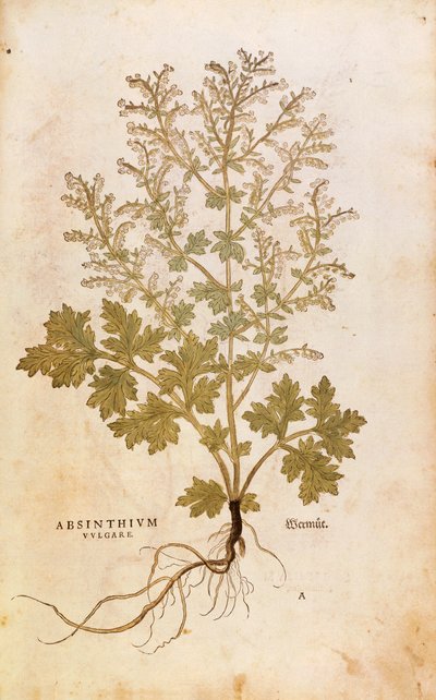 Piołun - Artemisia absinthium (Absinthium vulgare) autorstwa Leonharta Fuchsa z De historia stirpium commentarii insignes (Notable Commentaries on the History of Plants), rycina kolorowana autorstwa Leonhard Fuchs