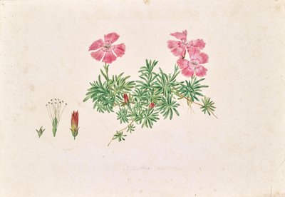 Goździk alpejski (Dianthus alpinus) autorstwa Leopold von Stoll