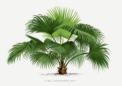  autorstwa Les Palmiers Histoire Iconographique