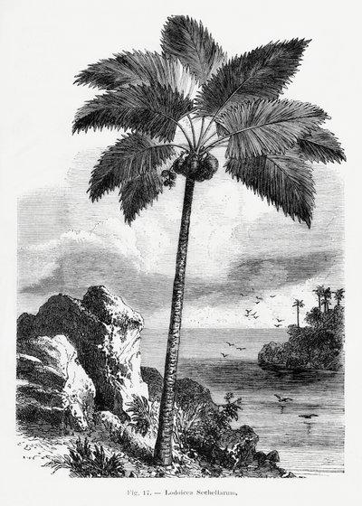  autorstwa Les Palmiers Histoire Iconographique