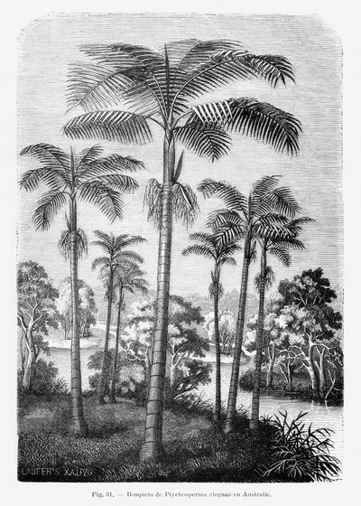  autorstwa Les Palmiers Histoire Iconographique