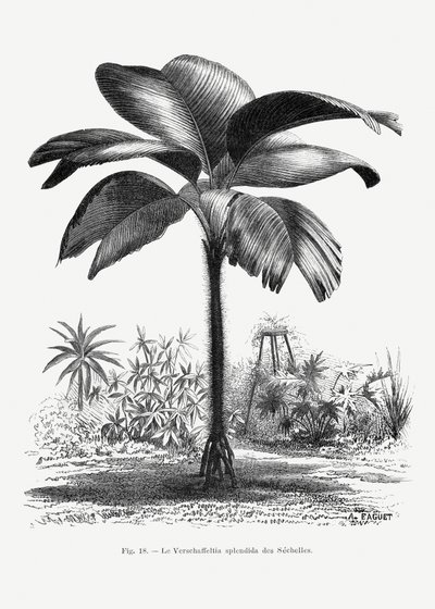  autorstwa Les Palmiers Histoire Iconographique