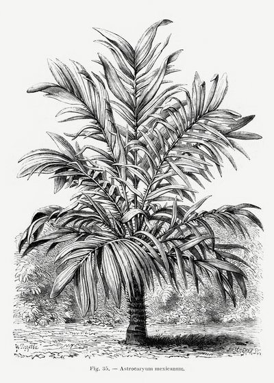  autorstwa Les Palmiers Histoire Iconographique