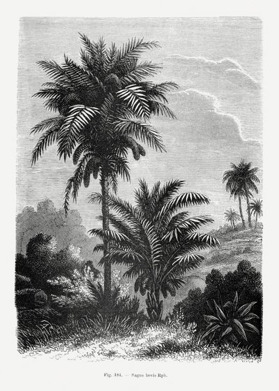  autorstwa Les Palmiers Histoire Iconographique