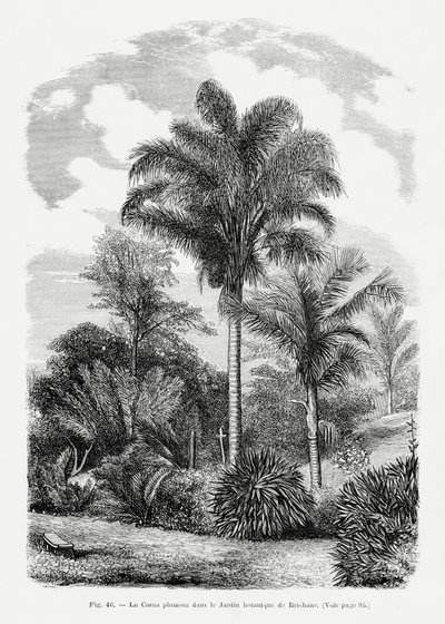  autorstwa Les Palmiers Histoire Iconographique