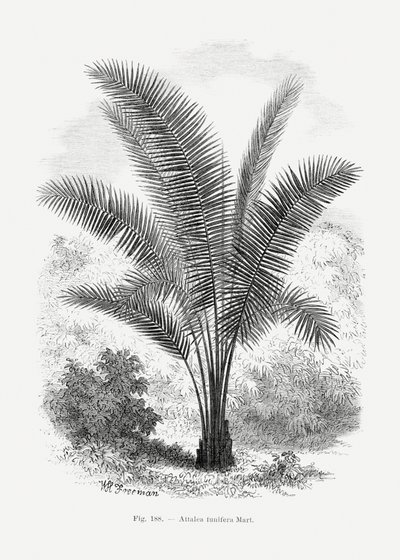  autorstwa Les Palmiers Histoire Iconographique