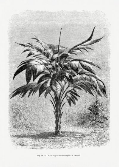  autorstwa Les Palmiers Histoire Iconographique