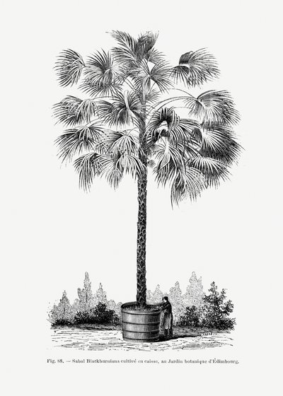  autorstwa Les Palmiers Histoire Iconographique