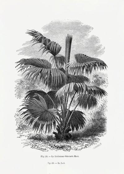  autorstwa Les Palmiers Histoire Iconographique