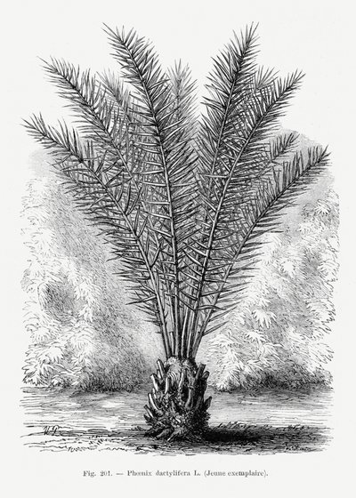  autorstwa Les Palmiers Histoire Iconographique
