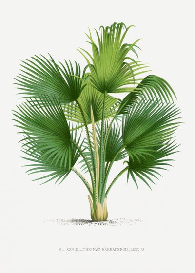  autorstwa Les Palmiers Histoire Iconographique