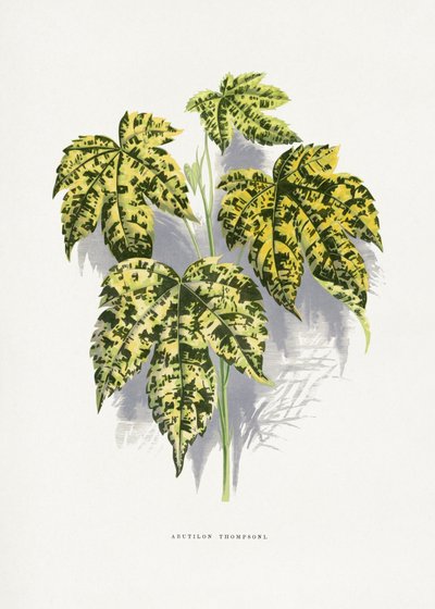  autorstwa Les Plantes a Feuillage Colore