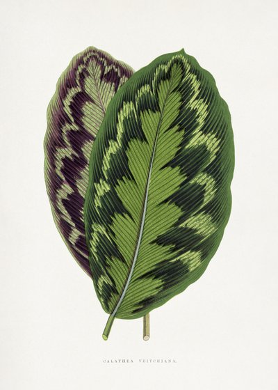  autorstwa Les Plantes a Feuillage Colore