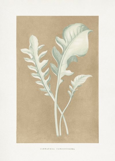  autorstwa Les Plantes a Feuillage Colore