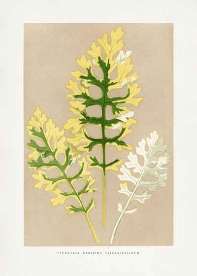  autorstwa Les Plantes a Feuillage Colore