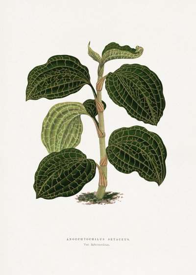  autorstwa Les Plantes a Feuillage Colore