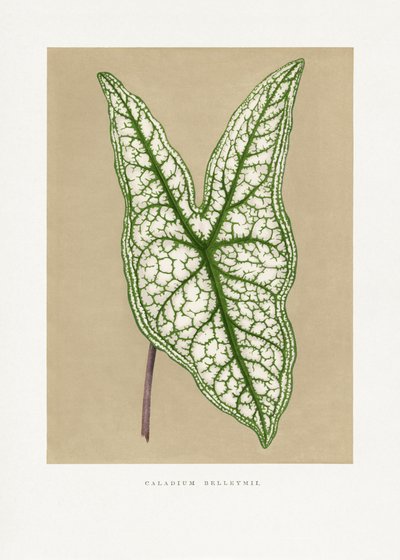  autorstwa Les Plantes a Feuillage Colore