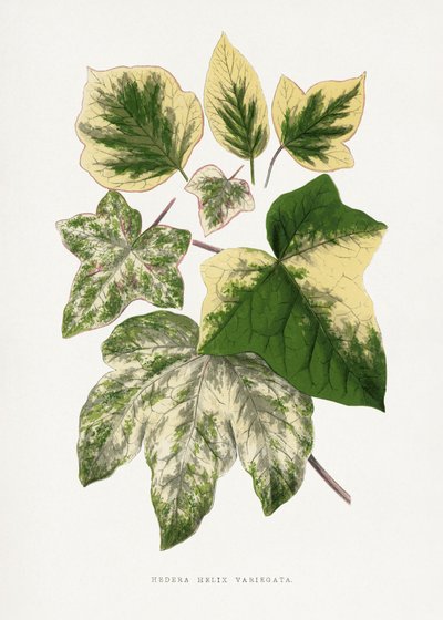  autorstwa Les Plantes a Feuillage Colore