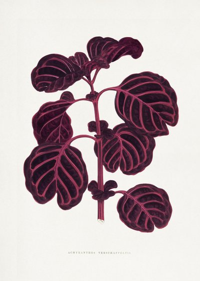  autorstwa Les Plantes a Feuillage Colore