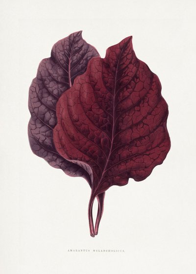  autorstwa Les Plantes a Feuillage Colore