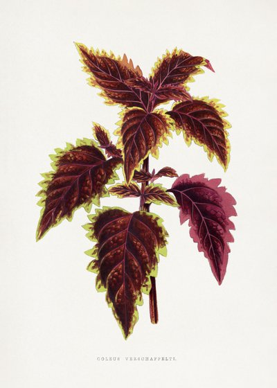  autorstwa Les Plantes a Feuillage Colore