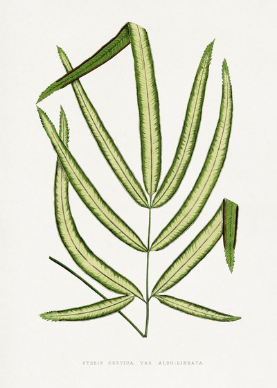  autorstwa Les Plantes a Feuillage Colore